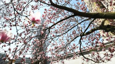 Spring-Magnolias