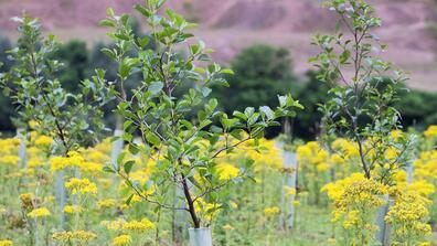 Flowers and small trees in a field