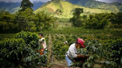 Farmworkers pick Arabica coffee beans in Gigante, Colombia. Many small producers are being forced out of business due to low international prices.