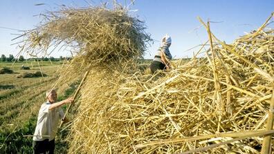 Smallholders use pitch forks to collect hay during a summer wheat harvest in Chernihiv, Ukraine, in August 2017.