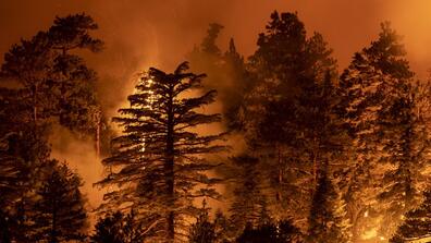 fires blaze behind silhouettes of trees