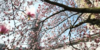 Columbia Campus - spring 