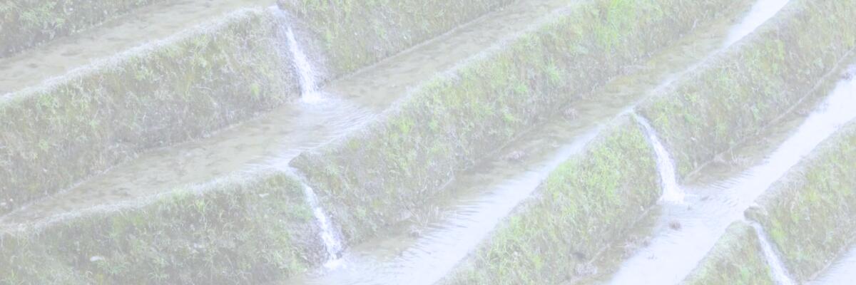 ghanian fields