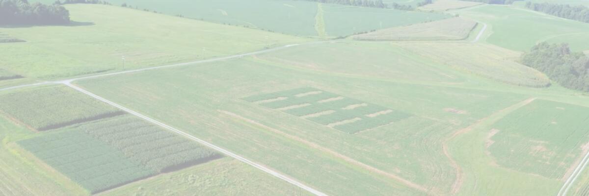 Conservation Agriculture field